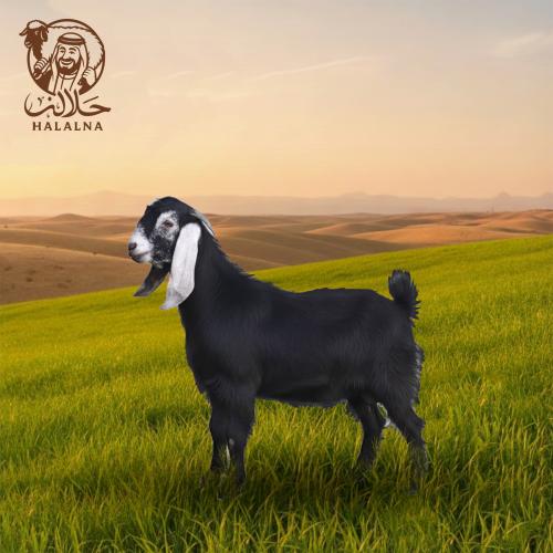 التيس العرضي (وسط) (12-14) كيلو