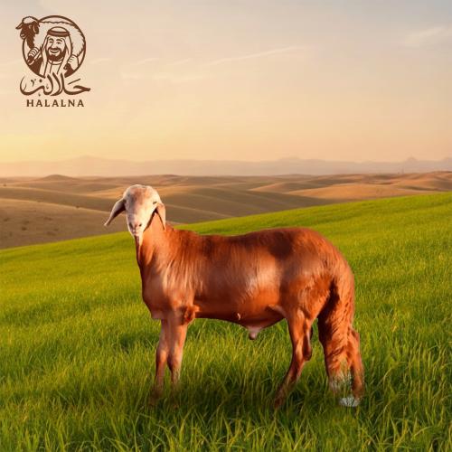 سواكني مرابي (كبير) (20-25) كيلو
