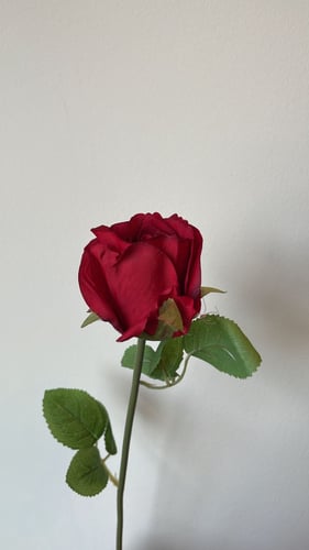 ورد جوري لون احمر