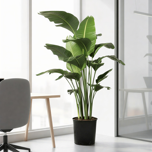 عصفور الجنة - Strelitzia Reginae