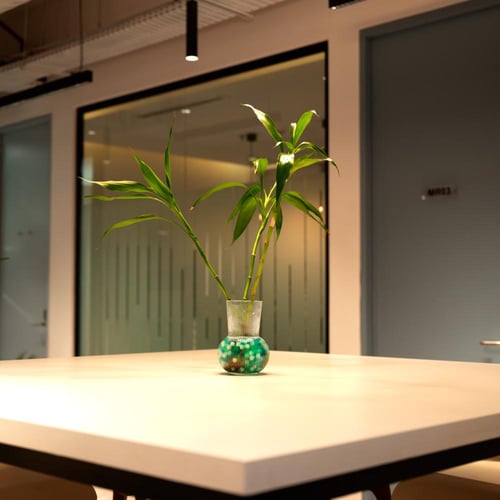 Lucky Bamboo - بامبو ثلاثي