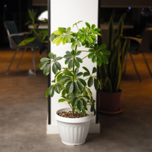 شيفليرا أربوريكولا وسط - Schefflera arboricola