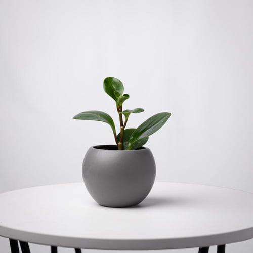 بيبيروميا ماجنوليفوليا - Peperomia Magnoliifolia