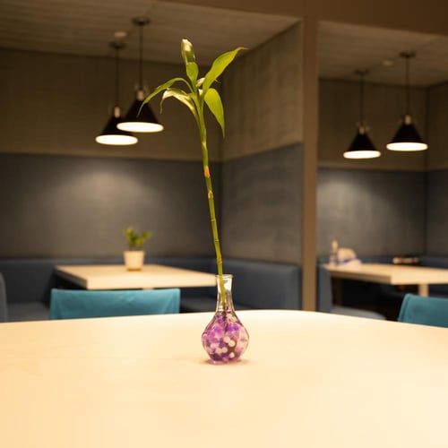 Lucky Bamboo - بامبو مفرد ( نفذت الكمية )