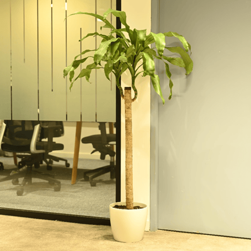 دارسينا كبير - Dracaena