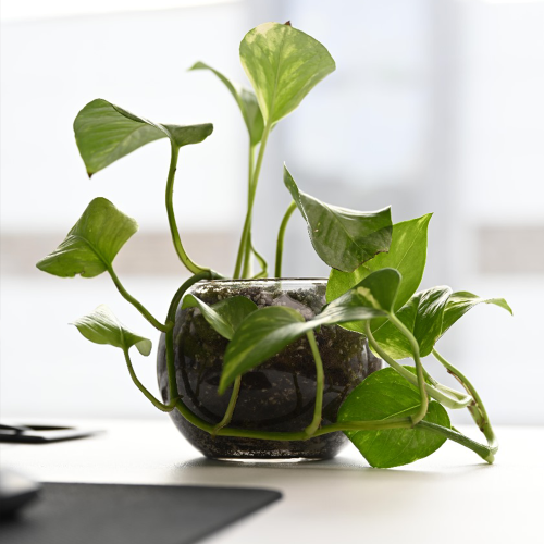 بوتس متدلي صغير - Epipremnum aureum - Pothos