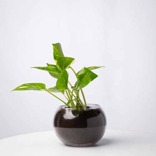 ابيبريمنوم أوريوم - بوتس Epipremnum aureum - Potho...
