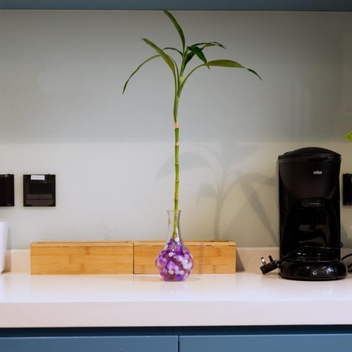 Lucky Bamboo - بامبو مفرد ( نفذت الكمية )