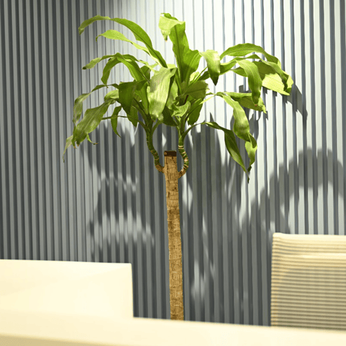 دارسينا كبير - Dracaena