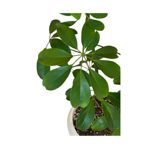 شيفليرا أربوريكولا وسط - Schefflera arboricola