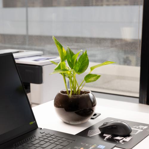 ابيبريمنوم أوريوم - بوتس Epipremnum aureum - Potho...