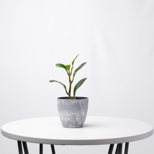 بيبيروميا ماجنوليفوليا - Peperomia Magnoliifolia