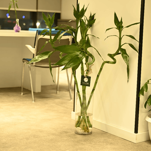 بامبو خماسي باوراق كبيرة - Dracaena sanderiana
