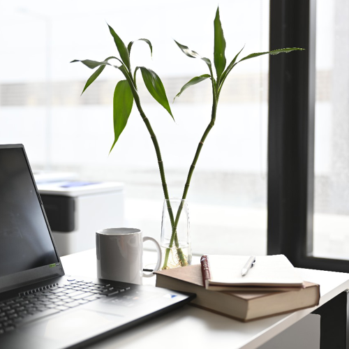 بامبو ثنائي صغير - Lucky Bamboo