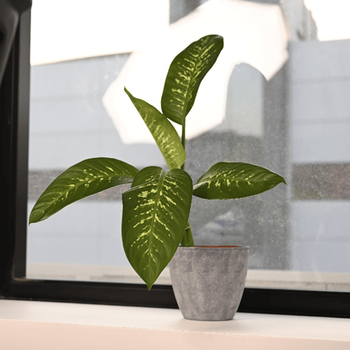 دفمباخيا وسط - Dieffenbachia