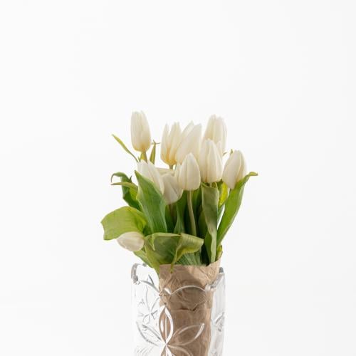 Tulip - توليب