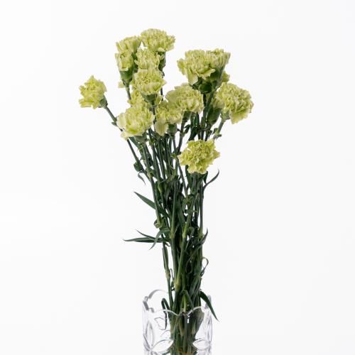 Carnation - كارنيشن