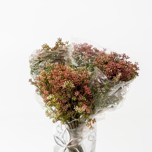 WAX FLOWER - واكس صناعي