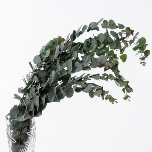 EUCLIPTUS - ايكلوبتس