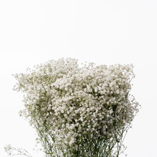 Gypsophilla - جيبسوفيليا