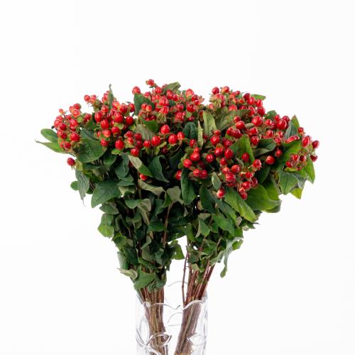Hypericum