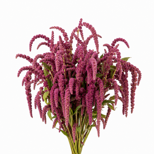 أمارانتوس - Amaranthus