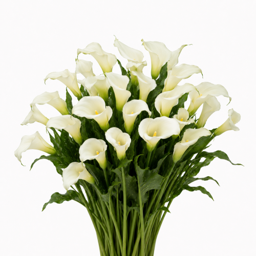 كالا - Calla