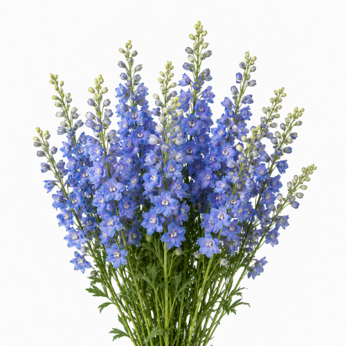 دلفنيوم - Delphinum