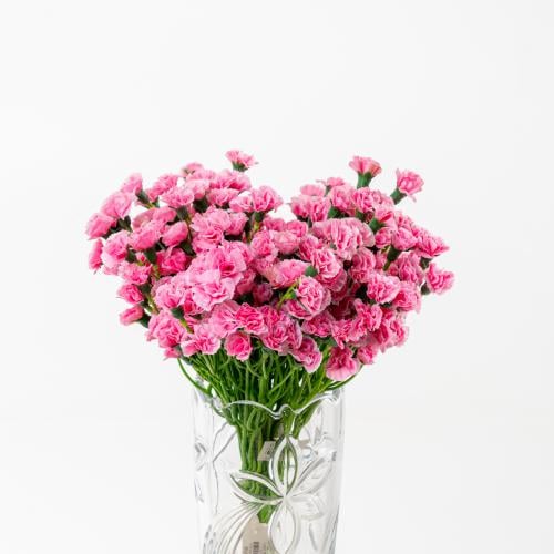 CARNATION - كارنيشن صناعي
