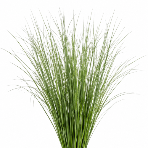 ستيل جراس - steel grass