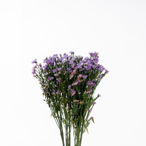 Aster