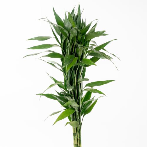 Bamboo - بامبو