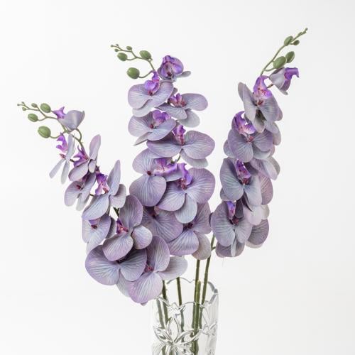 ORCHID - اوركيد