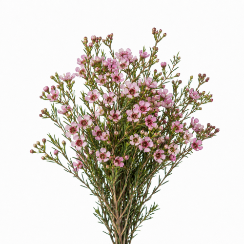 واكس - Wax flower