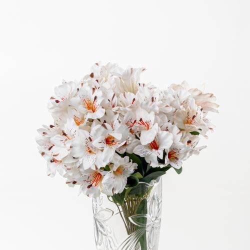 ALSTOMERIA - الستوميريا