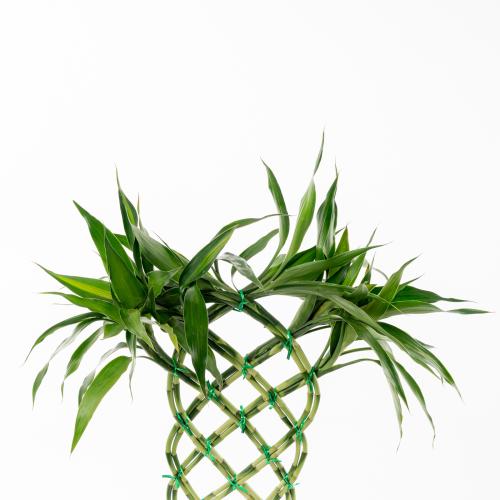 Bamboo Twist - بامبو تويست