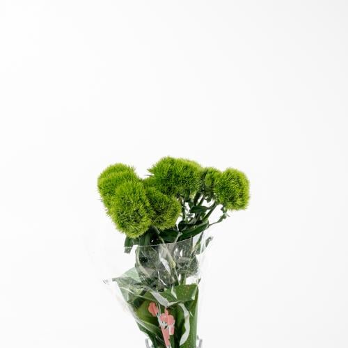 Dianthus - ديانتس