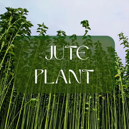 ليفة من نبات الجوت