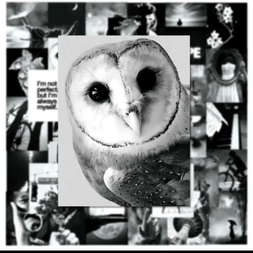 قطع من ملصقات الاقتباسات الملهمة بالأبيض والأسود