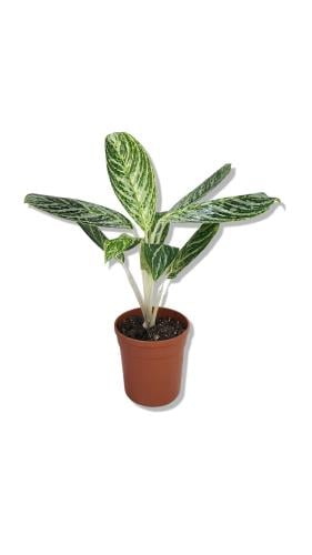 نبتة الأجلونيما طبيعية 40سم