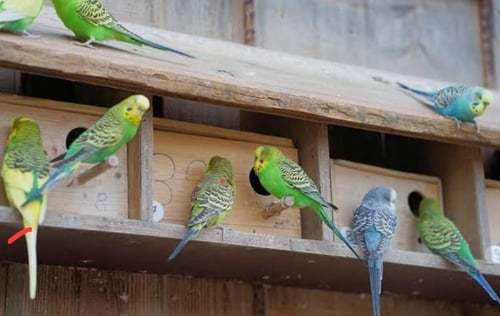 زوج طيورر بادجي مع اقفص داخل مكة فقط