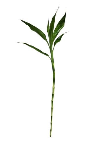 ساق البامبو 60سم