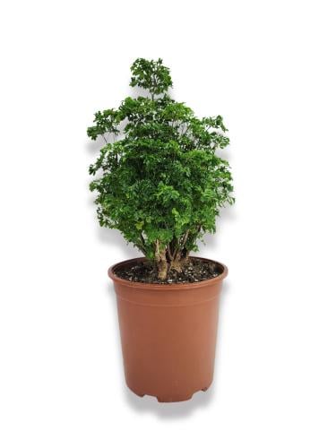 نبتة أراليا مينغ بوليسياس فروتيكوسا طبيعية 60سم