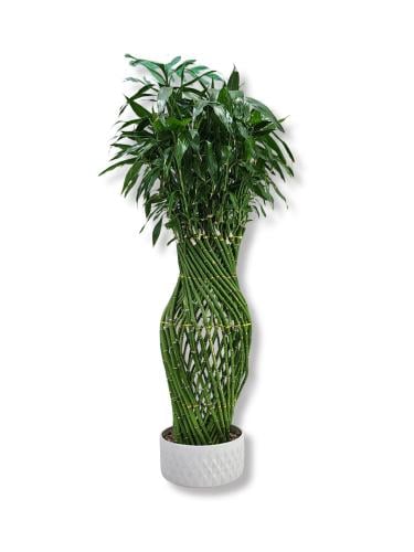 نبتة لاكي بامبو طبيعية 1متر