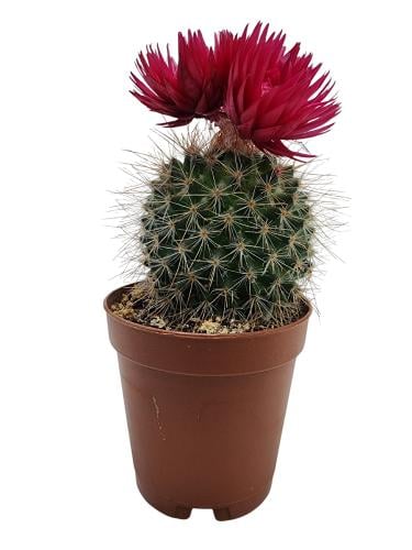 نبتة صبار الماميلاريا 12سم