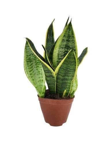 نبتة جلد النمر طبيعيه 56سم