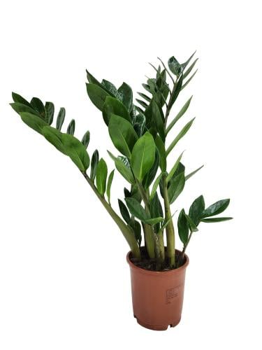 نبتة الزامبيا طبيعيه 52 سم