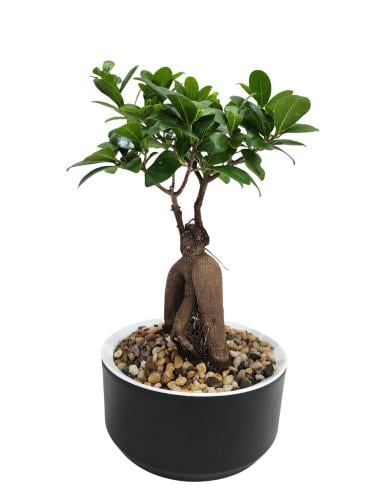 نبتة "فيكس مايكروكاربا بونساي طبيعية 35سم