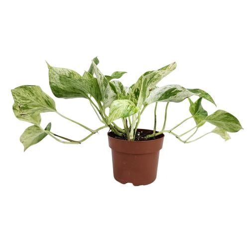 نبتة البوتس الهولندي 24سم