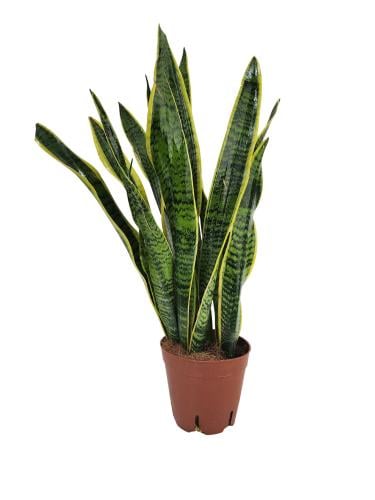 نبتة جلد النمر طبيعيه 56سم